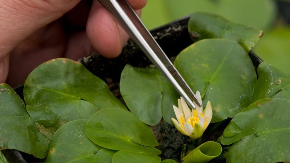 the worlds smallest waterlily